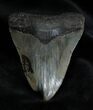 Inch Georgia Megalodon Tooth #1383-1